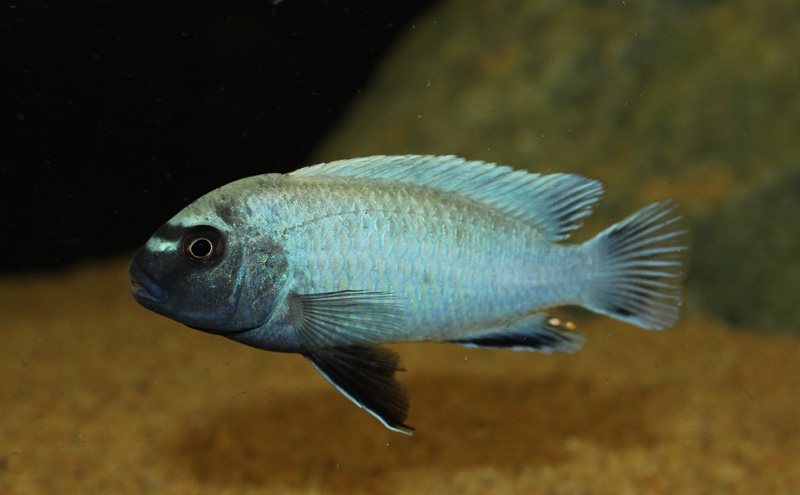 Pseudotropheus sp. 'polit' Lion's Cove